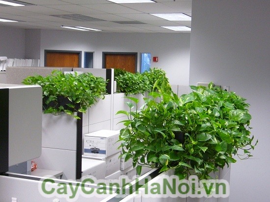 cay-trau-ba-treo-1 Cây Trầu Bà - Hướng dẫn chăm sóc cây trầu bà, cây cảnh Quang Minh