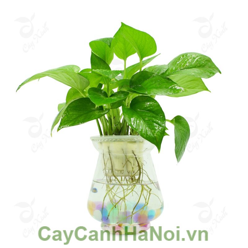 cay-trau-ba-treo-1 Cây Trầu Bà - Hướng dẫn chăm sóc cây trầu bà, cây cảnh Quang Minh