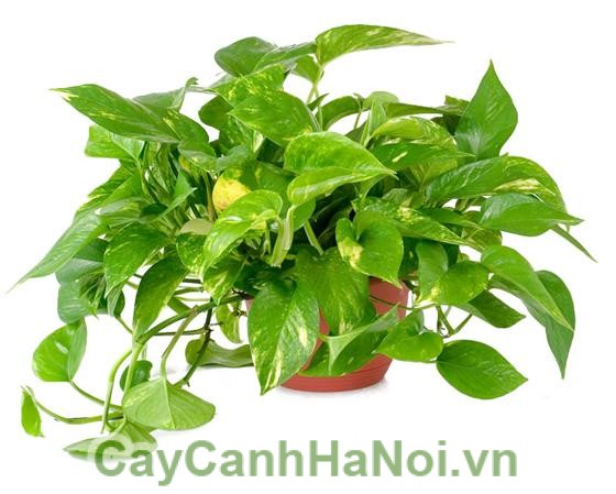 cay-trau-ba-treo-1 Cây Trầu Bà - Hướng dẫn chăm sóc cây trầu bà, cây cảnh Quang Minh